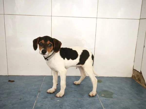 JUNIOR, male Mixed Breed for adoption at Refuxio Galicia