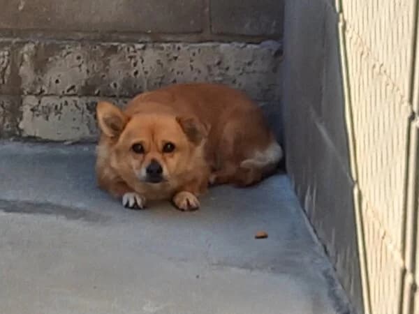 RATONA, female mixed breed for adoption at Refuxio Galicia
