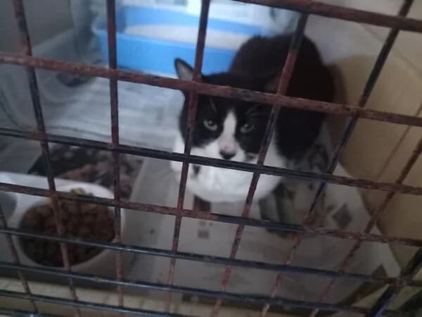 HERMINIO, male mixed breed for adoption at Refuxio Galicia