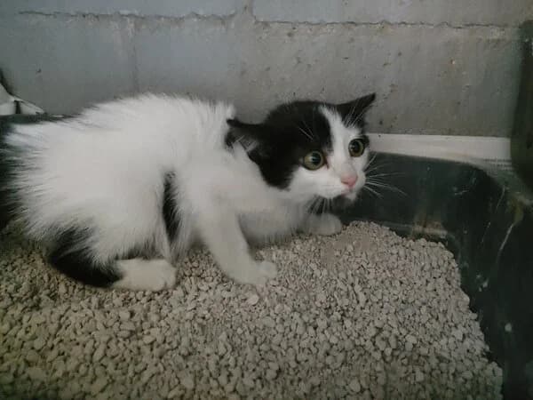 322-26 Tak, female Mixed Breed for adoption at Refuxio Galicia