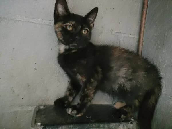 323-26 Totoka, female Mixed Breed for adoption at Refuxio Galicia