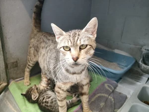 Wendolina, female mixed breed for adoption at Refuxio Galicia