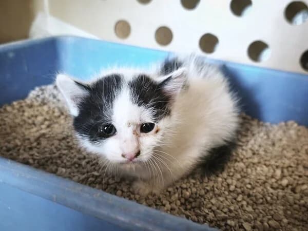 Holstein, male Mixed Breed for adoption at Refuxio Galicia