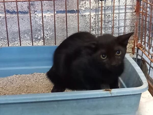 Torrentina, female Mixed Breed for adoption at Refuxio Galicia