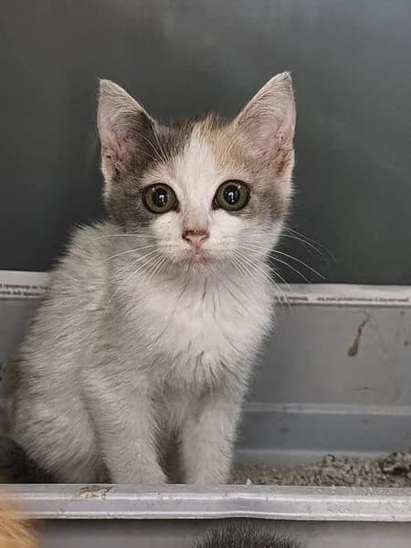 FLOR, female Mixed Breed for adoption at Refuxio Galicia