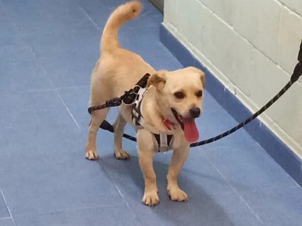 DENVER, male mixed breed for adoption at Refuxio Galicia