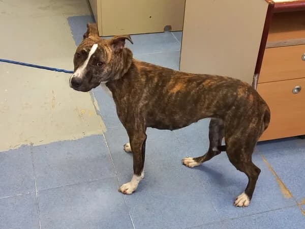 NINFA, female Mixed Breed for adoption at Refuxio Galicia