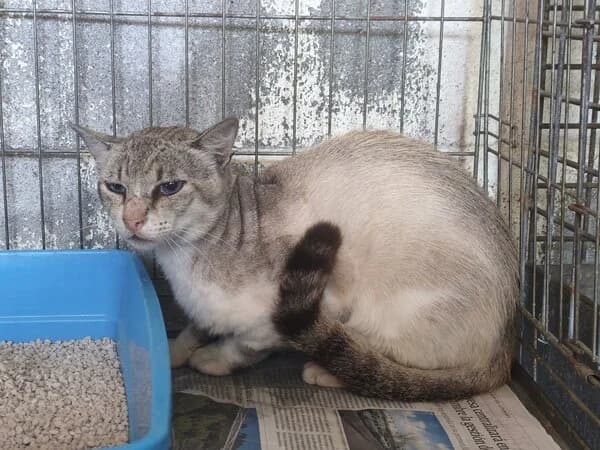 ALBO, male mixed breed for adoption at Refuxio Galicia