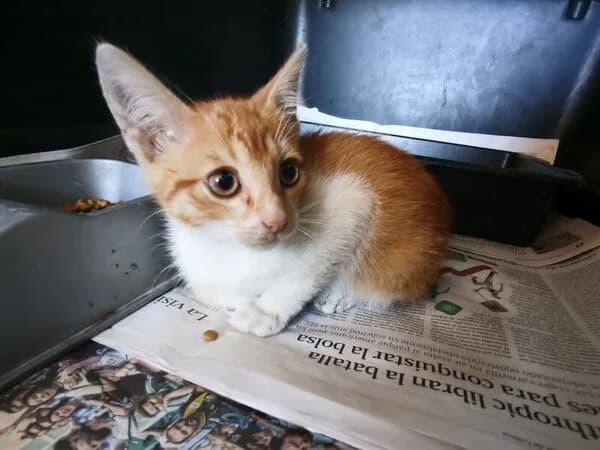 Javier, male Mixed Breed for adoption at Refuxio Galicia
