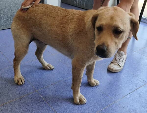 SHORTY, female mixed breed for adoption at Refuxio Galicia
