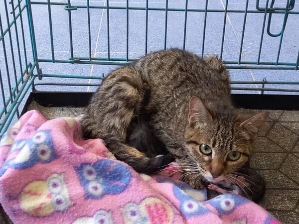 Totopa, female mixed breed for adoption at Refuxio Galicia