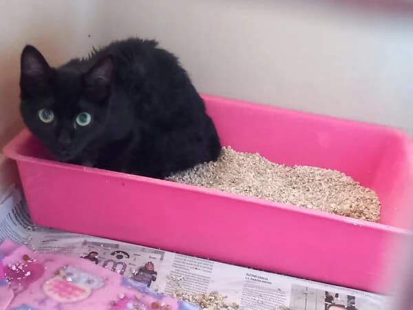 BIZCOCHA, female Mixed Breed for adoption at Refuxio Galicia