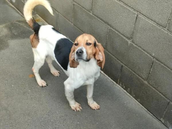 36-26 Fabón, male mixed breed for adoption at Refuxio Galicia
