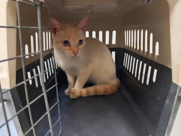 PETRUS, male mixed breed for adoption at Refuxio Galicia