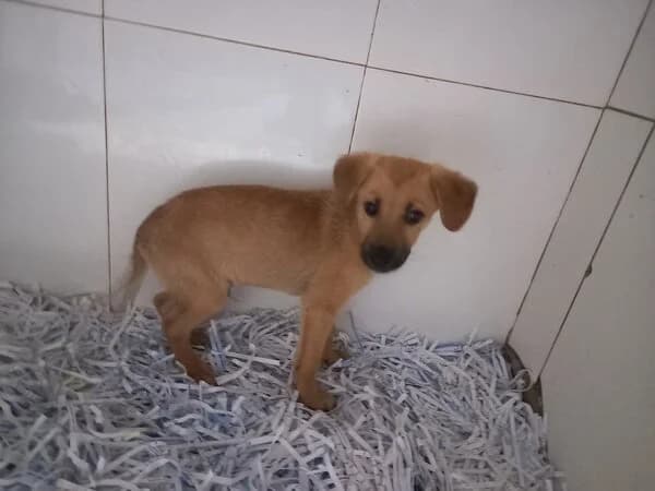 WHISKY, male Mixed Breed for adoption at Refuxio Galicia