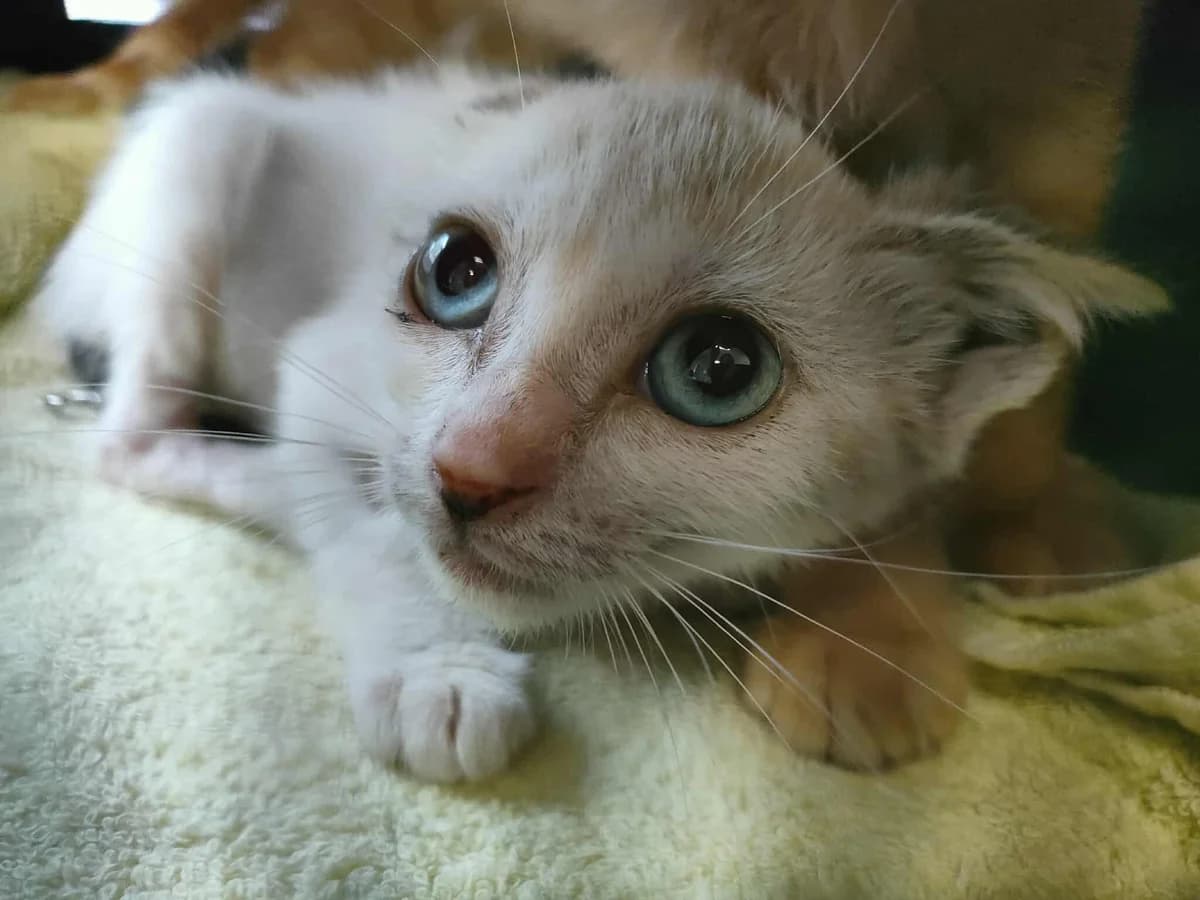378-25 Blue, female Mixed Breed for adoption at Refuxio Galicia