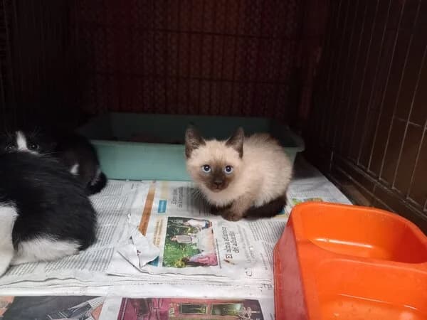 SOCHI, male Siamese for adoption at Refuxio Galicia