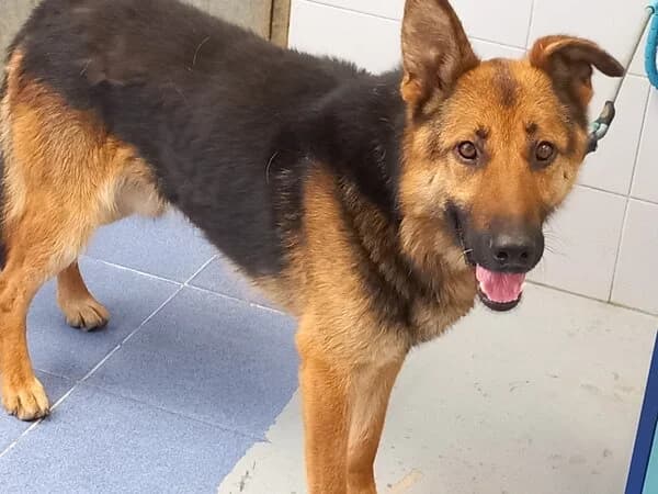 XENSO, male mixed breed for adoption at Refuxio Galicia