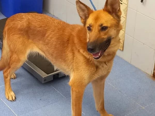 XANCEDA, female mixed breed for adoption at Refuxio Galicia