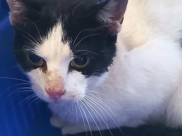 NATA, female mixed breed for adoption at Refuxio Galicia