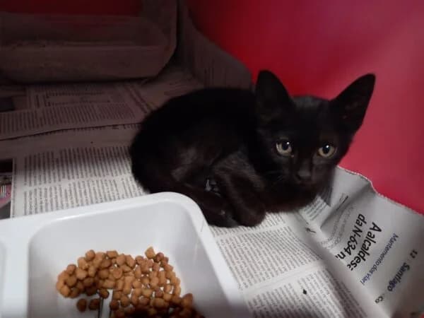 Mila, Mixed Breed (Refuxio Galicia)