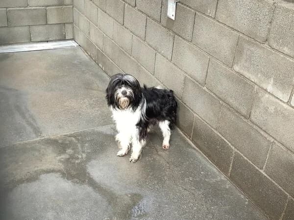40-26 Blas, male mixed breed for adoption at Refuxio Galicia
