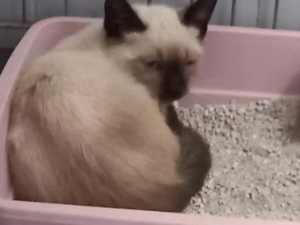 Cicatriz, male Mixed Breed for adoption at Refuxio Galicia