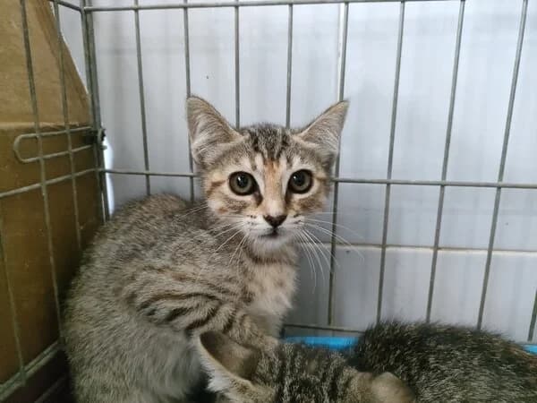 Ribadulla, Mixed Breed (Refuxio Galicia)