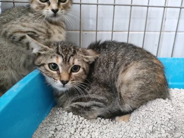 Carcacía, female Mixed Breed for adoption at Refuxio Galicia