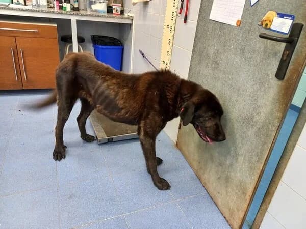 Trosmiña, female mixed breed for adoption at Refuxio Galicia