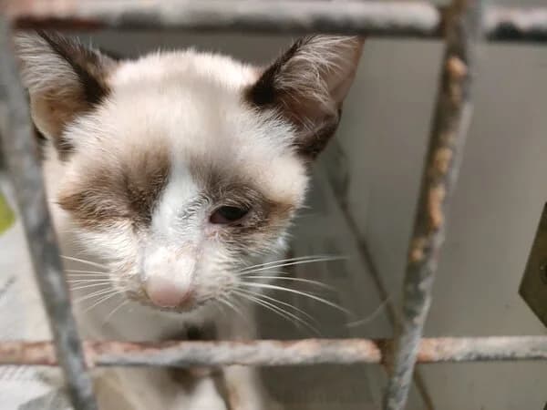 Apócope, Mixed Breed (Refuxio Galicia)