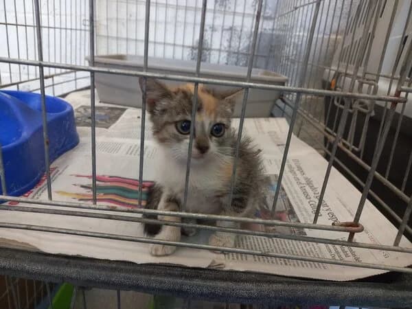 Duendecillo, European Shorthair (Refuxio Galicia)