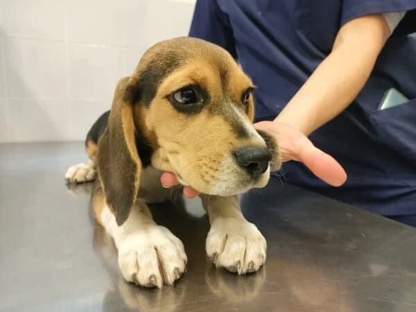 GUS, male Mixed Breed for adoption at Refuxio Galicia