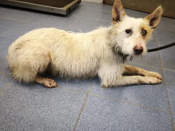 41-26 Tona, female mixed breed for adoption at Refuxio Galicia