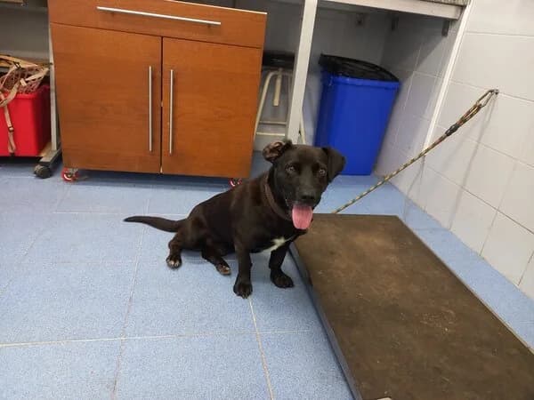 POPOK, male Mixed Breed for adoption at Refuxio Galicia