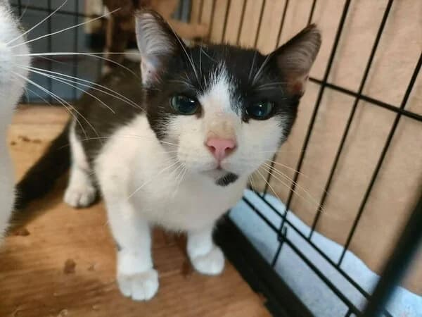 ROUTER, Mixed Breed (Refuxio Galicia)