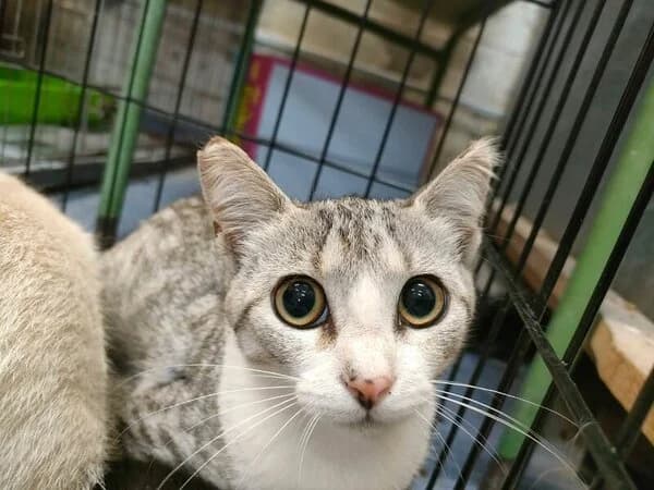 BRIDA, female Mixed Breed for adoption at Refuxio Galicia