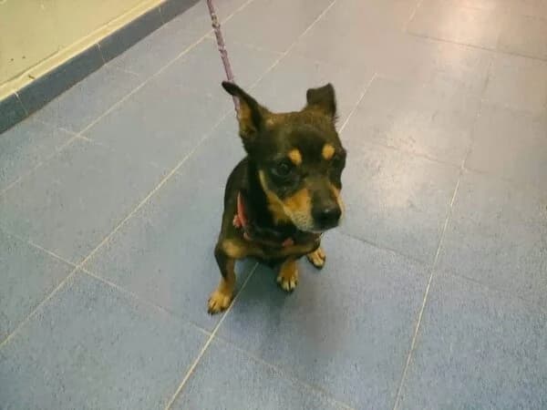 PISTÓN, male mixed breed for adoption at Refuxio Galicia
