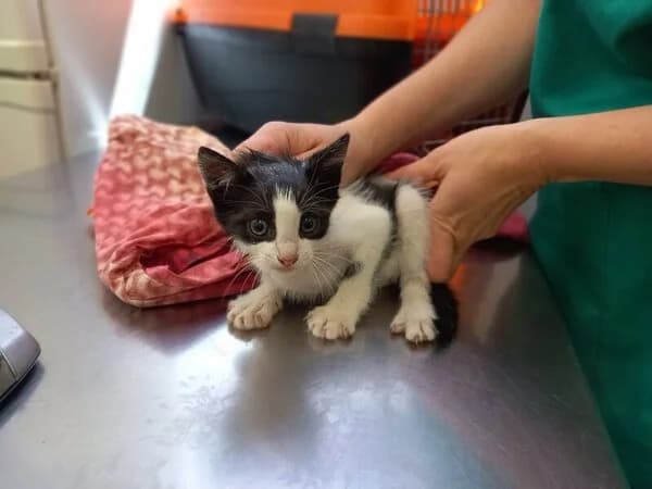LISTA, female Mixed Breed for adoption at Refuxio Galicia