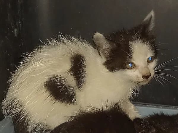 ERUDITO, male Mixed Breed for adoption at Refuxio Galicia