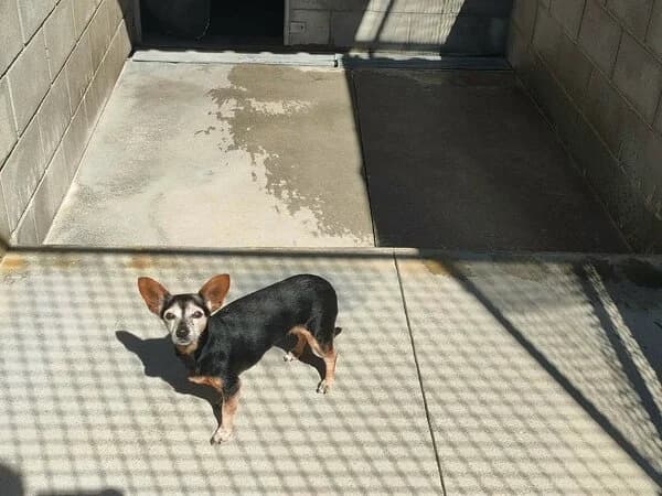 DONCELLA, female mixed breed for adoption at Refuxio Galicia