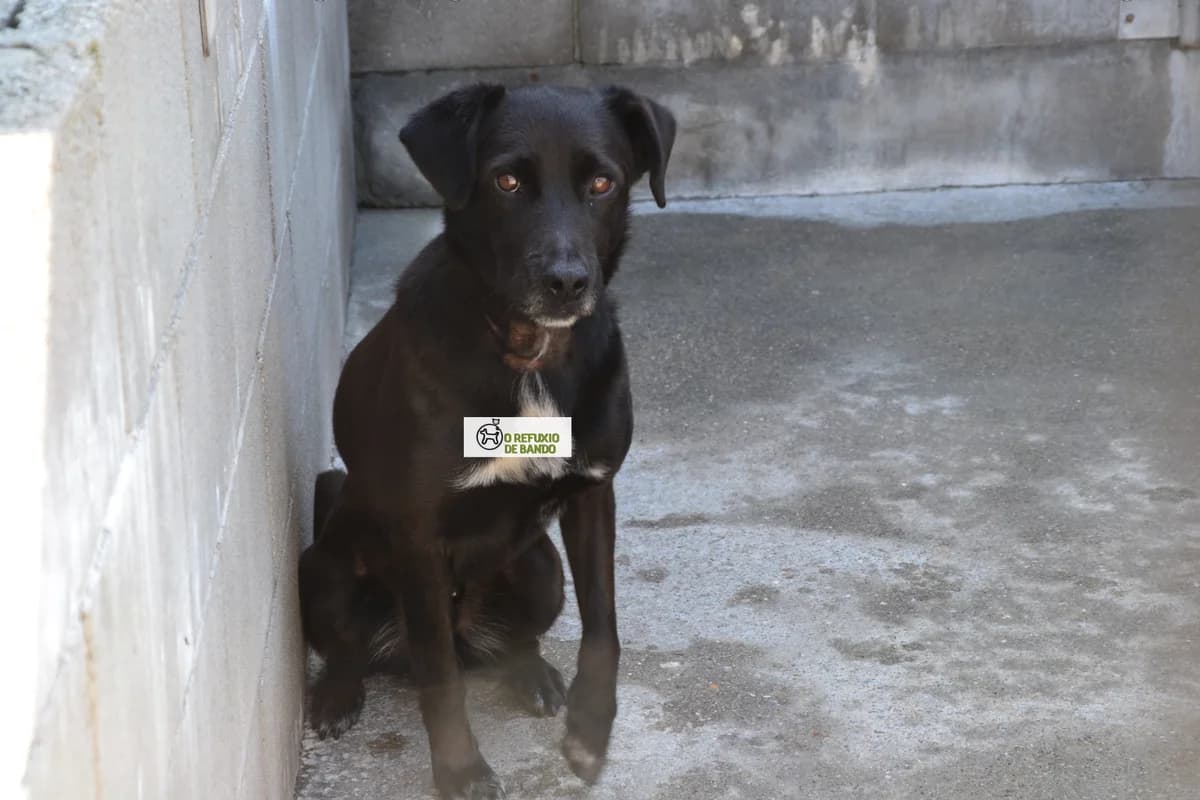 466-19 Collin, male mixed breed for adoption at Refuxio Galicia
