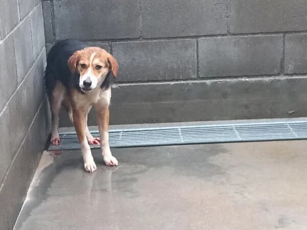 47-26 Manela, female mixed breed for adoption at Refuxio Galicia