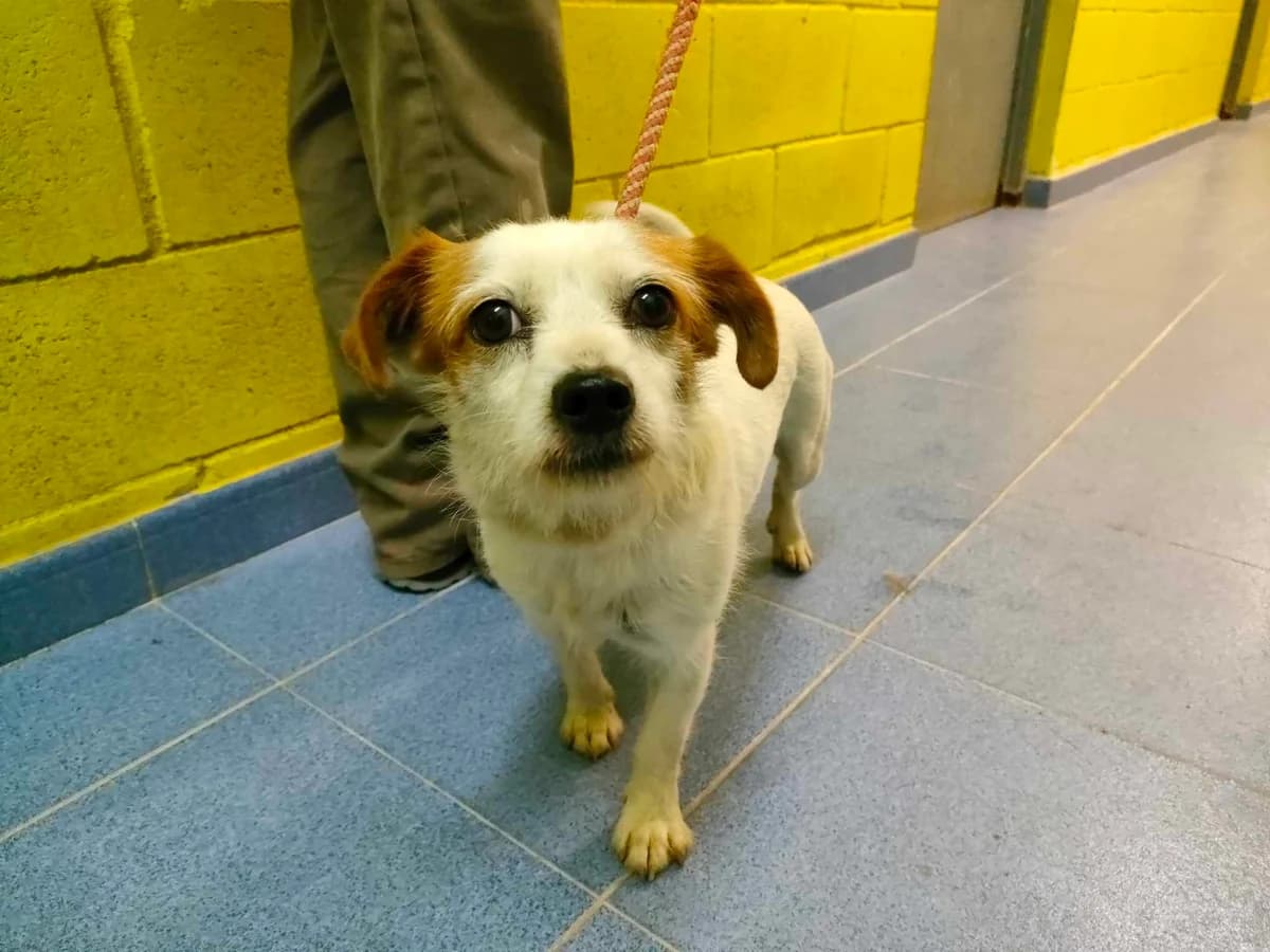 479-23 Arenita, female Mixed Breed for adoption at Refuxio Galicia