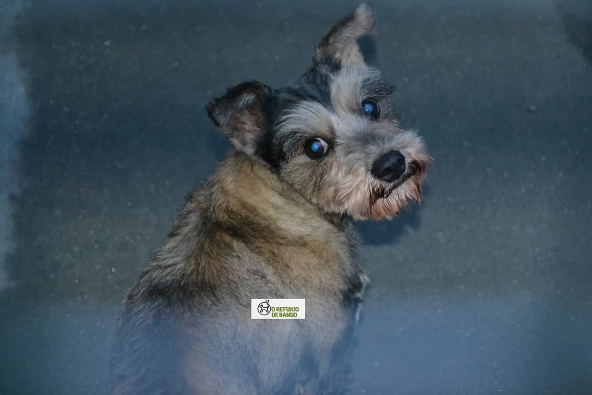 5-20, male mixed breed for adoption at Refuxio Galicia