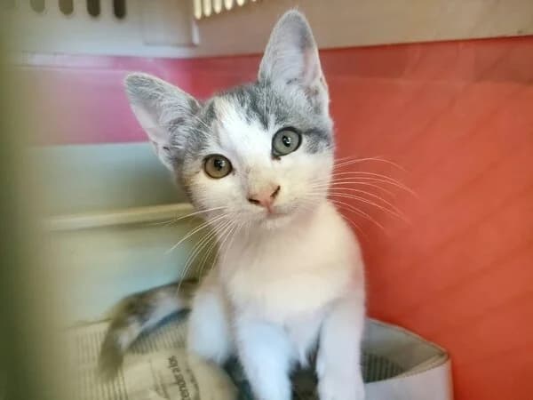 Calipso, female mixed breed for adoption at Refuxio Galicia