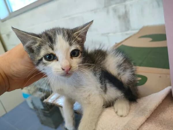 Brandán, male mixed breed for adoption at Refuxio Galicia