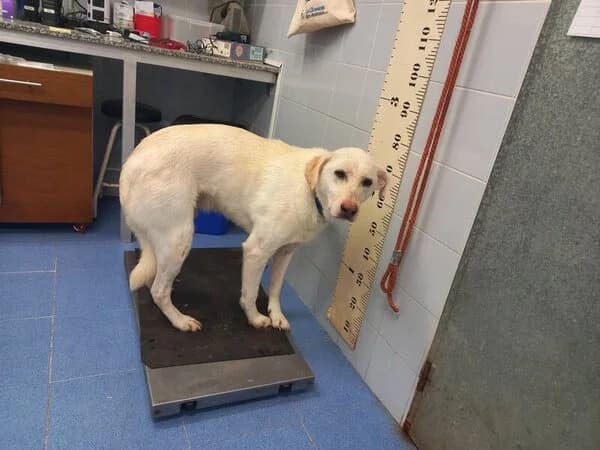 51-26 Copito (Nene), male mixed breed for adoption at Refuxio Galicia