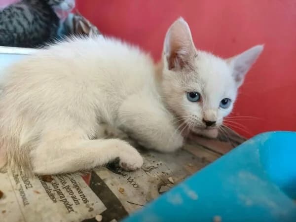 Moraima, female mixed breed for adoption at Refuxio Galicia