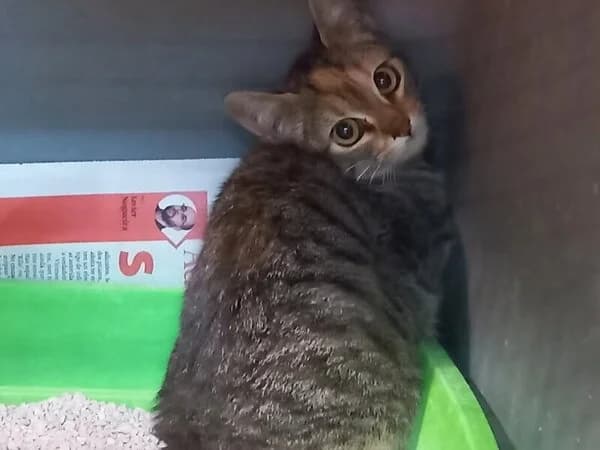 Lavanola, female mixed breed for adoption at Refuxio Galicia